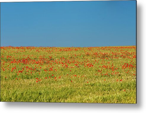 Alan Copson Metal Print featuring the photograph Poppy Field #4 by Alan Copson