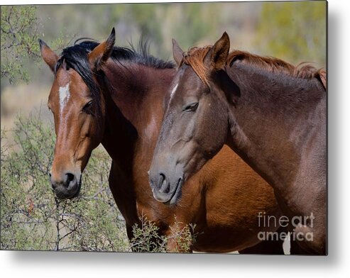 Salt River Wild Horses Metal Print featuring the digital art Salt River Wild Horses #3 by Tammy Keyes