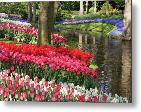 Keukenhof Metal Print featuring the photograph Swathes of colour #3 by Shirley Mitchell