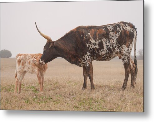 Longhorn Cow And Calf Print Metal Print featuring the photograph Texas longhorn cattle print #3 by Cathy Valle
