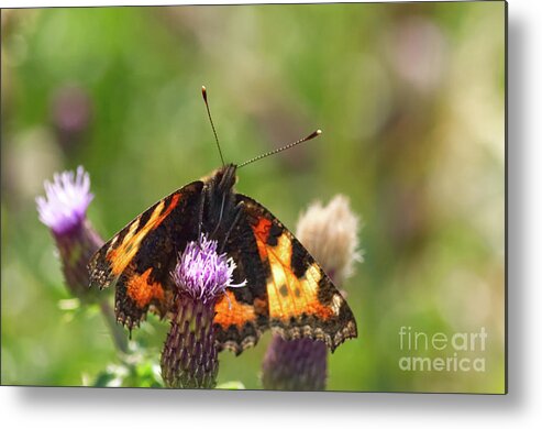 Dove Stone Reservoir Metal Print featuring the photograph Tortoiseshell Butterfly, taken at Dove Stone Reservoir #3 by Pics By Tony