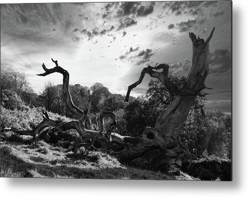 Trees Metal Print featuring the photograph Trees #17 by Remigiusz MARCZAK