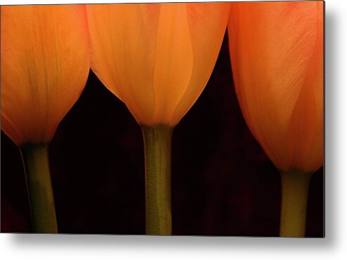 Macro Metal Print featuring the photograph 3 Tulips by Julie Powell
