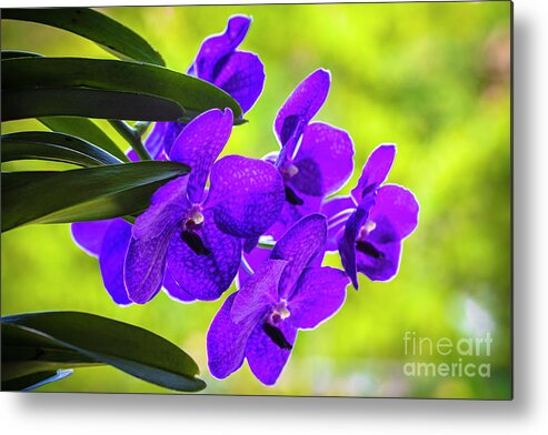 Background Metal Print featuring the photograph Purple Orchid Flowers #33 by Raul Rodriguez