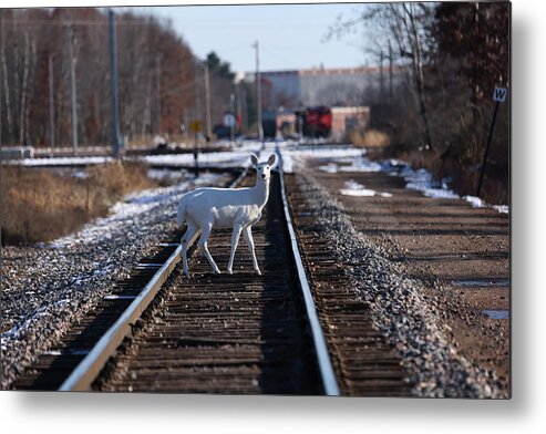 White Metal Print featuring the photograph White Deer #36 by Brook Burling