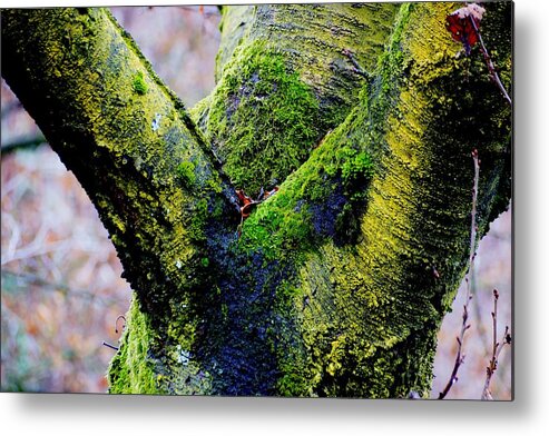 Trees Metal Print featuring the photograph Cavoretto, Torino Italy #4 by Marco Cattaruzzi