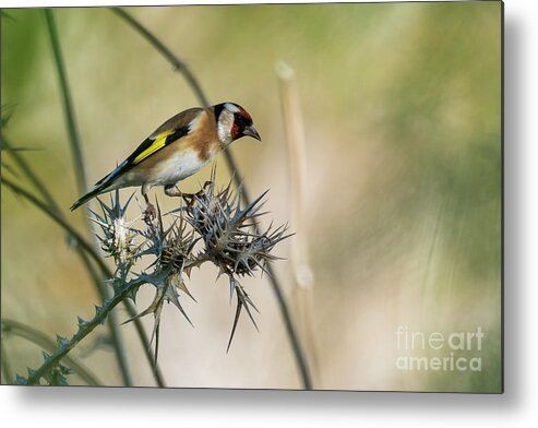 Perched Metal Print featuring the photograph European Goldfinch Carduelis carduelis Costa Ballena Cadiz #4 by Pablo Avanzini