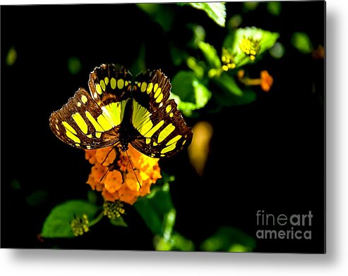 Malachite Butterfly Metal Print featuring the digital art Malachite Butterfly #4 by Tammy Keyes
