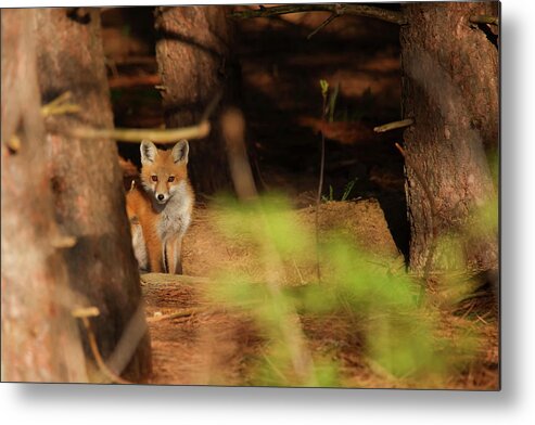 Red Fox Metal Print featuring the photograph Red Fox #5 by Brook Burling