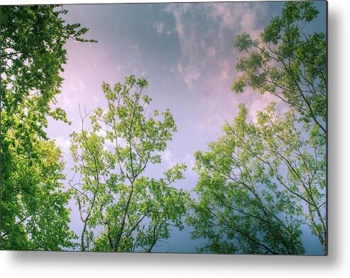 Tree Metal Print featuring the photograph Sunlit Tree Canopy dappled with golden light and blue sky UK #4 by David Ridley