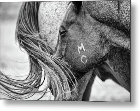 Horses Metal Print featuring the photograph Untitled #4 by Ryan Courson