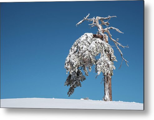 Single Tree Metal Print featuring the photograph Winter landscape in snowy mountains. frozen snowy lonely fir trees against blue sky. by Michalakis Ppalis