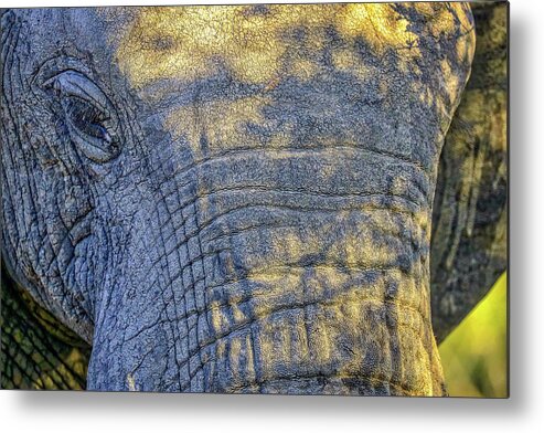 Kruger National Park South Africa Metal Print featuring the photograph Kruger National Park South Africa #45 by Paul James Bannerman