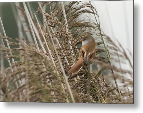 Flyladyphotographybywendycooper Metal Print featuring the photograph Bearded Reedling #5 by Wendy Cooper