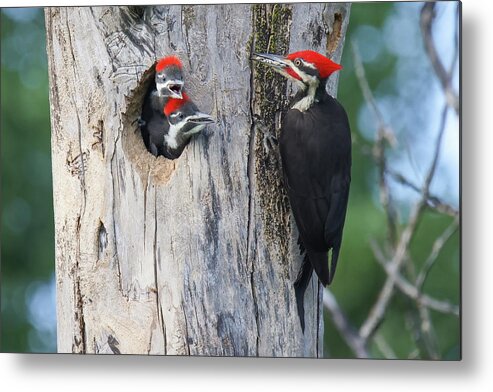 Pilieated Woodpecker Metal Print featuring the photograph Pileated Woodpecker Family #5 by Brook Burling