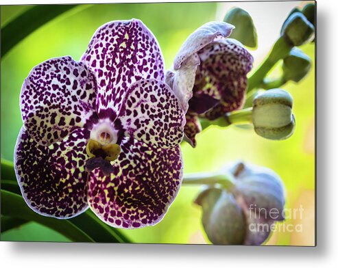 Ascda Kulwadee Fragrance Metal Print featuring the photograph Spotted Vanda Orchid Flowers #5 by Raul Rodriguez
