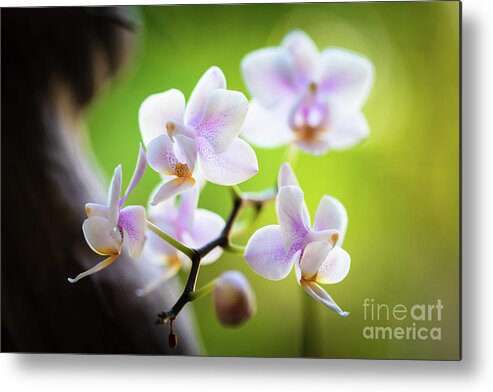 Background Metal Print featuring the photograph White Orchid Flowers #5 by Raul Rodriguez