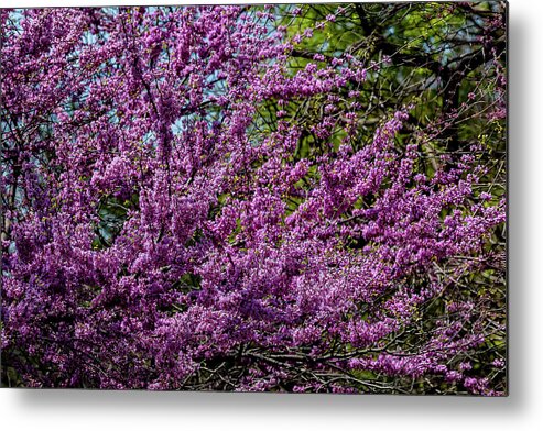 Spring Trees Metal Print featuring the photograph Spring Trees #60 by Robert Ullmann