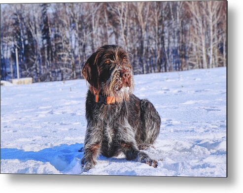 Freeze Metal Print featuring the photograph A beautiful czech dog named Cesky fousek relaxing on the snow and waiting for some actions on meadow. A hunting dog in real by Vaclav Sonnek