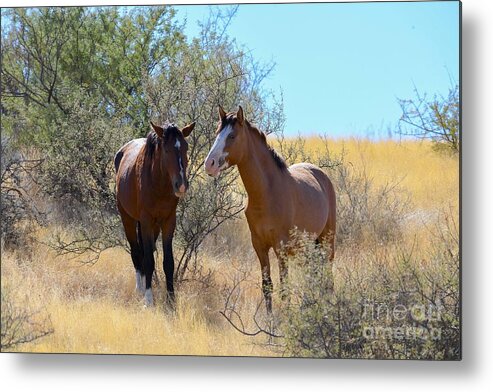 Salt River Wild Horses Metal Print featuring the digital art A beautiful Morning Sight by Tammy Keyes
