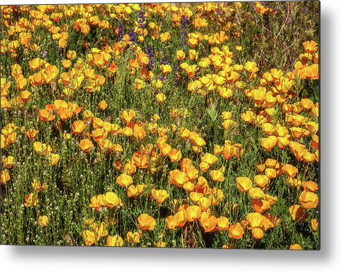 Arizona Metal Print featuring the photograph A Bed of Gold by Rick Furmanek