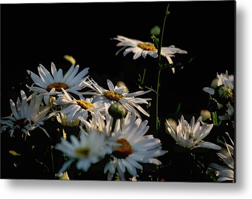 Plants Metal Print featuring the photograph A bees view by Buddy Scott