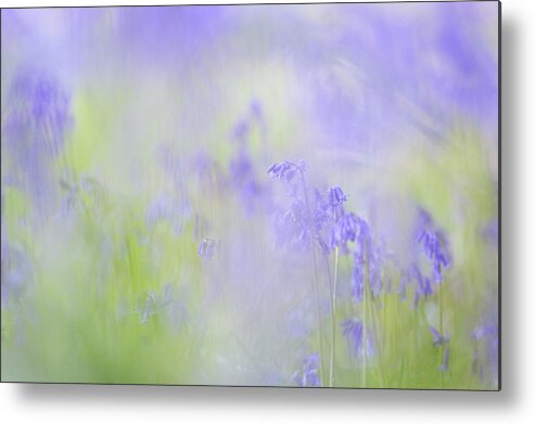 Bluebells Metal Print featuring the photograph A blanket of bluebells by Anita Nicholson