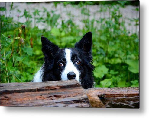 Dog Metal Print featuring the photograph A border collie is waiting for a task. by Bernhard Schaffer