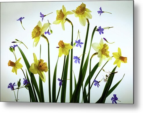 Daffodils Metal Print featuring the photograph A Breath of Spring by William Fields