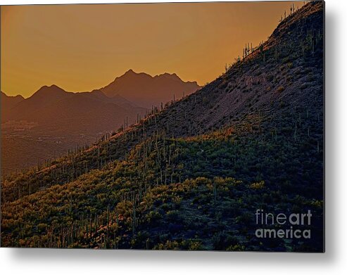 Sunset In Tucson Metal Print featuring the photograph A Cactus Sunset by Diana Mary Sharpton