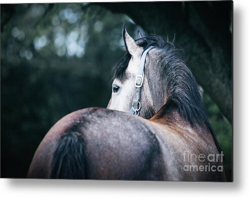 Horse Metal Print featuring the photograph A close-up portrait of horse profile in nature by Dimitar Hristov
