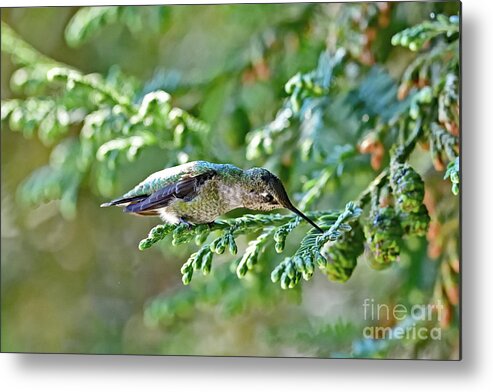 Anna's Hummingbird Metal Print featuring the photograph A Curious Anna's Hummingbird by Amazing Action Photo Video