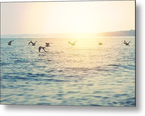 Scenics Metal Print featuring the photograph a flight of seagulls over Lake Michigan by Rebecca Nelson