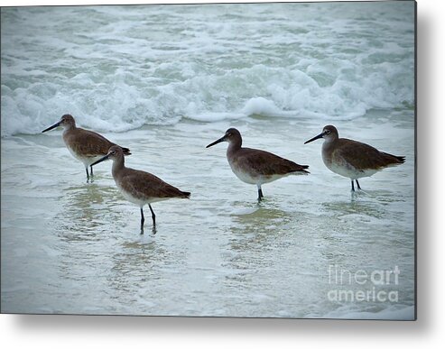 Willet Metal Print featuring the photograph A Flock of Willets on the Beach on Honeymoon Island by L Bosco