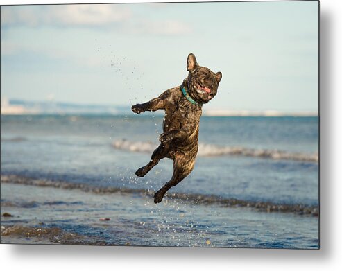 Canine Metal Print featuring the photograph A French Bulldog jumping at the beach by Brighton Dog Photography