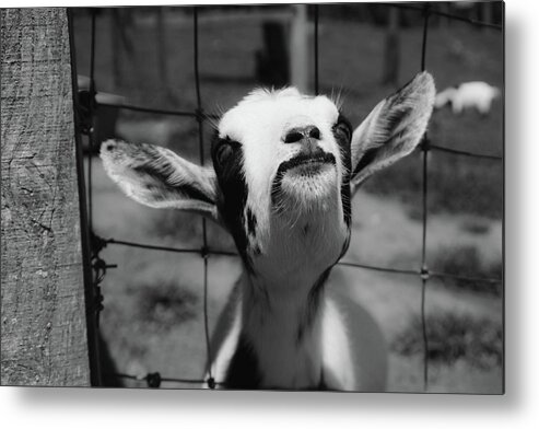 Goat Metal Print featuring the photograph A Goat's Smile by Demetrai Johnson