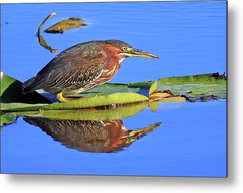 Green Heron Metal Print featuring the photograph A Green Heron on a Lotus Pad by Shixing Wen