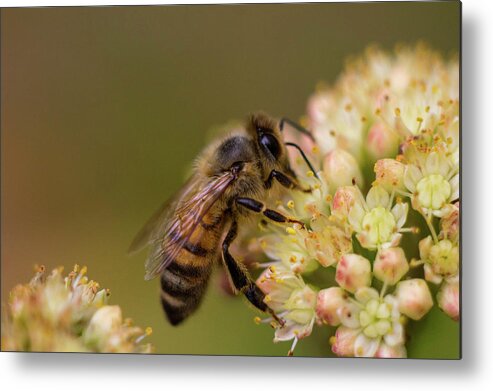 Nature Metal Print featuring the photograph A honey bee enjoying flower nectar by Maria Dimitrova