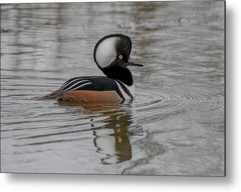 Hooded Merganser Metal Print featuring the photograph A Hoodie by Jerry Cahill