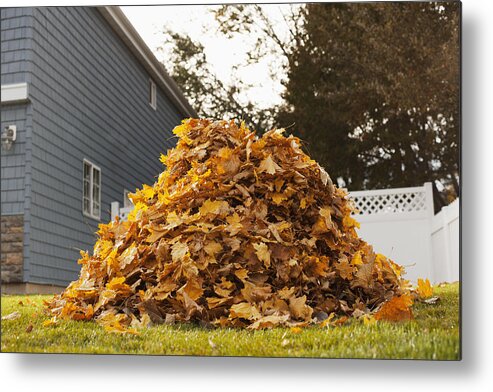 Heap Metal Print featuring the photograph A huge pile of raked fallen autumn leaves in a yard. by Mint Images