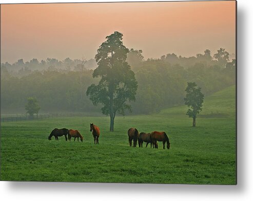 Horses Metal Print featuring the photograph A Kentucky morning. by Ulrich Burkhalter