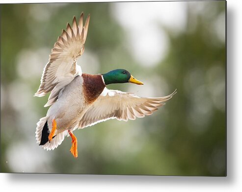 Feather Metal Print featuring the photograph A mallard flares his wings against a tree lined background by Jared Lloyd
