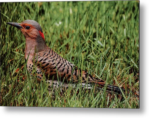 Northern Flicker Metal Print featuring the photograph A Northern Flicker by Rich Kovach