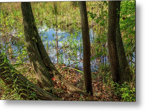 Pond Metal Print featuring the photograph A Patch of Blue by Cate Franklyn