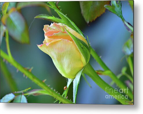 Rose Bud Metal Print featuring the photograph A Pink Rose Bud by Amazing Action Photo Video