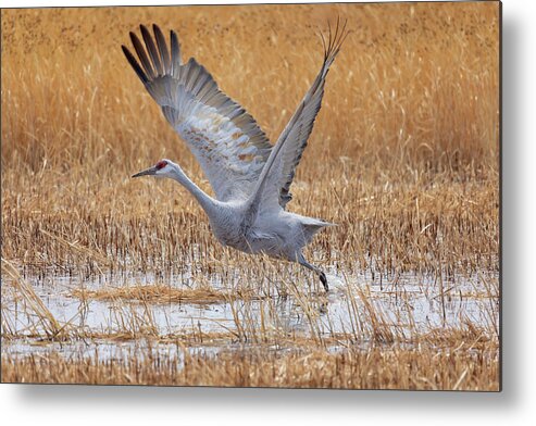 Bosque Del Apache Metal Print featuring the photograph A Sandhill Takes Flight 4 by Susan Rissi Tregoning