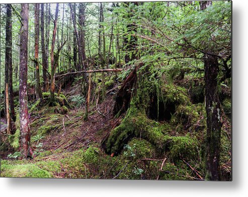 Alaska Metal Print featuring the photograph A Saxman Green Forest Blink by Ed Williams