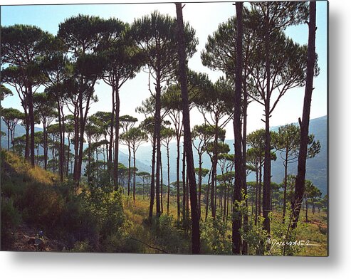 Photography Metal Print featuring the photograph A Scent Of Pines by Marc Nader