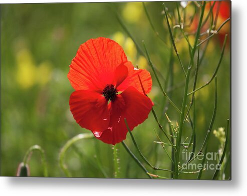 Uk Metal Print featuring the photograph A Single Poppy, Yorkshire by Tom Holmes Photography