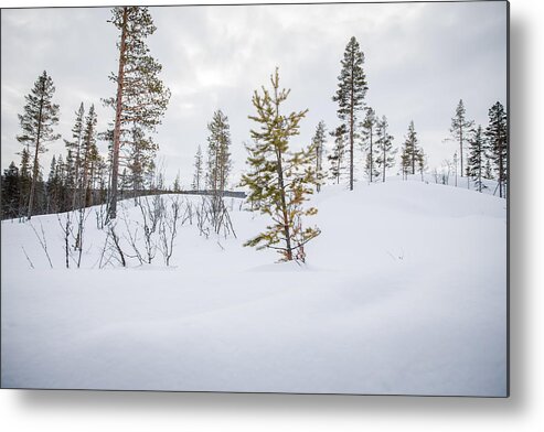 Recreational Pursuit Metal Print featuring the photograph A Snow-Covered Forest in Rural Norway, Wintertime by Morten Falch Sortland